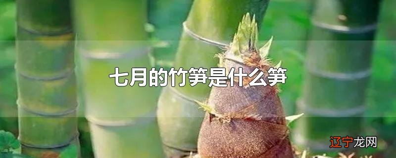 七月的竹笋是什么笋