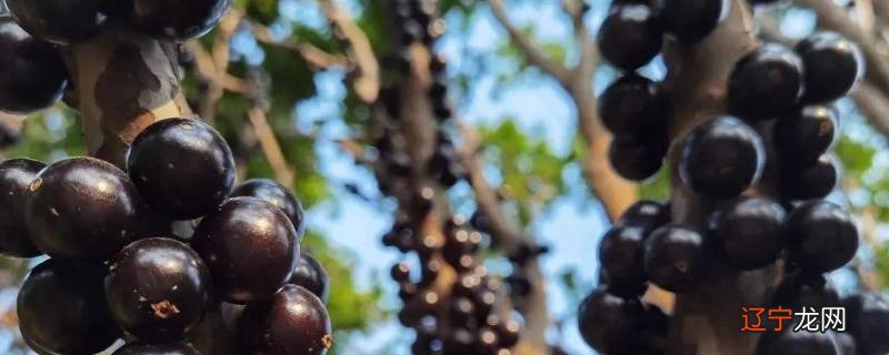 嘉宝果的核可以吃吗