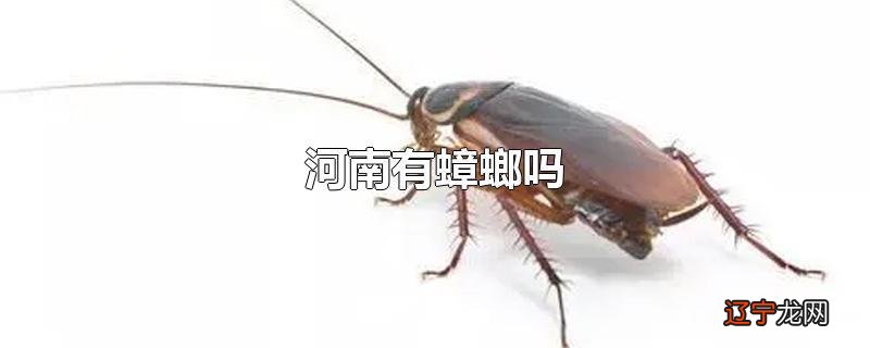 河南有蟑螂吗