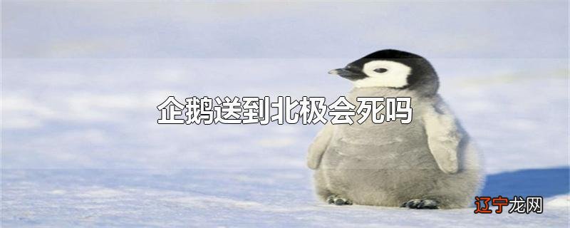 企鹅送到北极会死吗