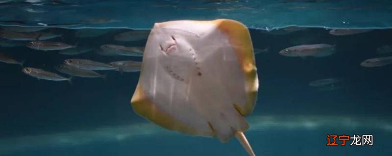 老板鱼的学名叫什么