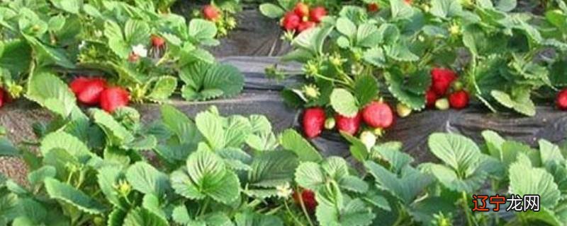 草莓冻了怎么办