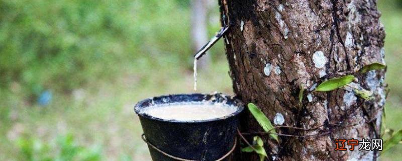 橡胶树上的橡胶能做什么