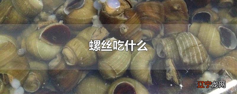 螺丝吃什么