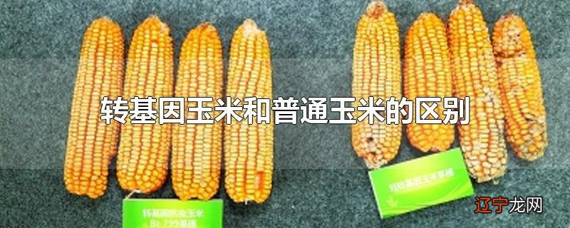 转基因玉米和普通玉米的区别