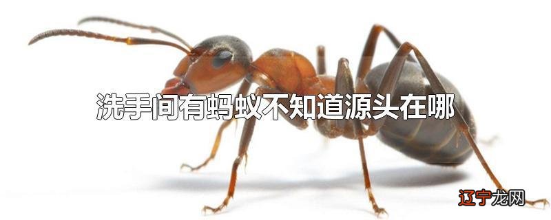 洗手间有蚂蚁不知道源头在哪