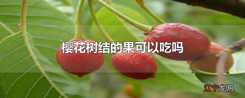 樱花树结的果可以吃吗