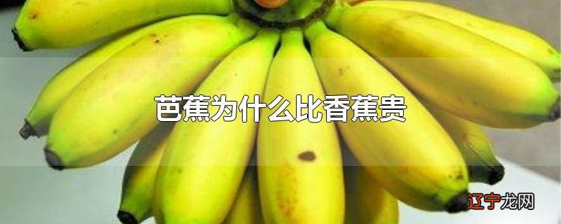 芭蕉为什么比香蕉贵