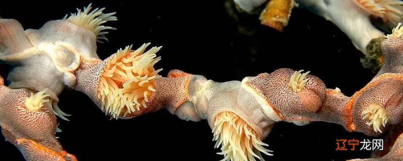 什么动物没有心脏