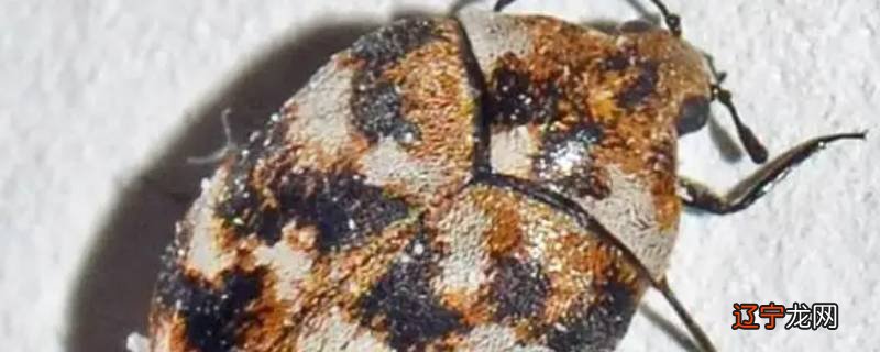 夏天密密麻麻小灰虫是什么