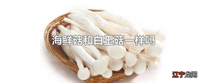 海鲜菇和白玉菇一样吗