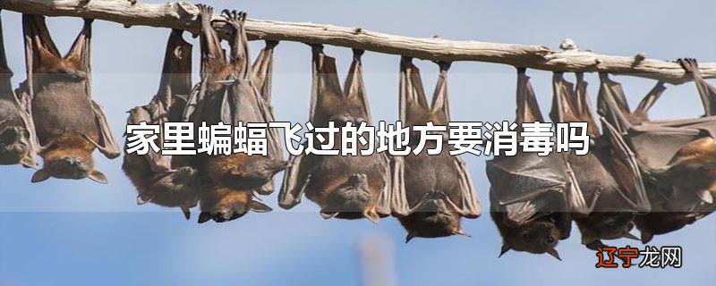 家里蝙蝠飞过的地方要消毒吗