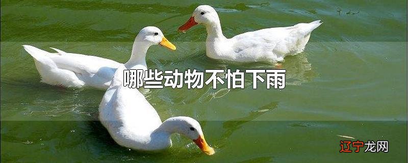 哪些动物不怕下雨