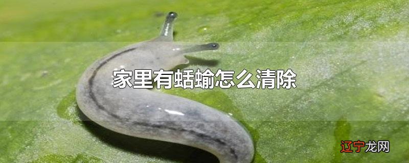家里有蛞蝓怎么清除