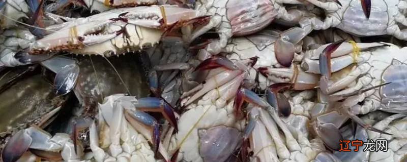 冬季大闸蟹怎么保鲜存活