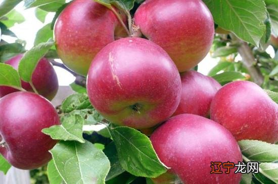 鱼和苹果能一起吃吗