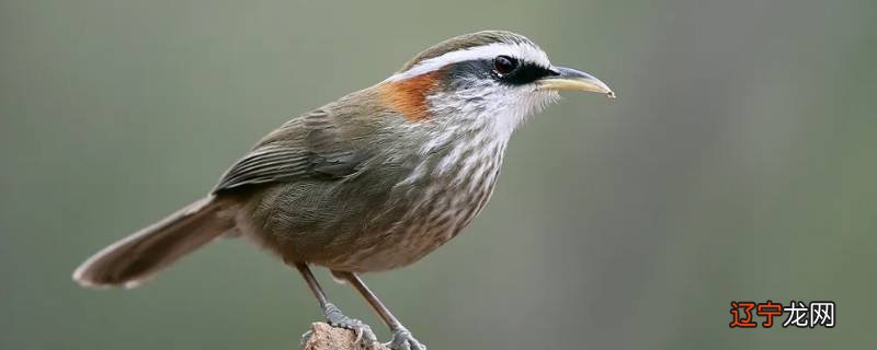 棕颈钩嘴鹛吃小鱼吗