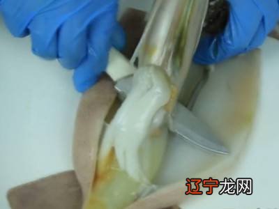 鱿鱼怎么处理方法