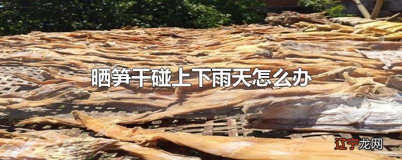 晒笋干碰上下雨天怎么办