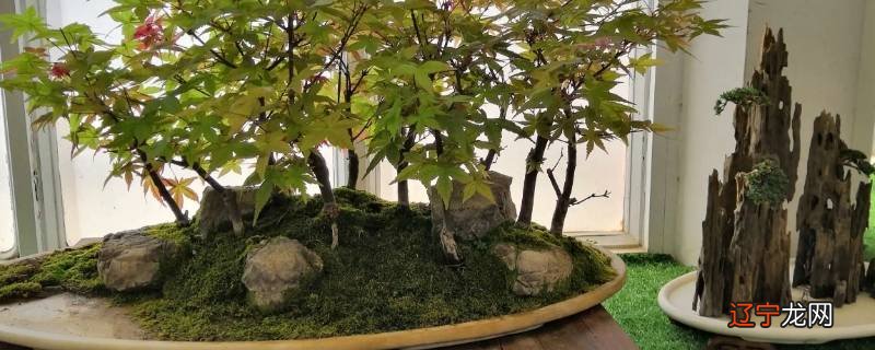 方口高盆适合种丛林吗