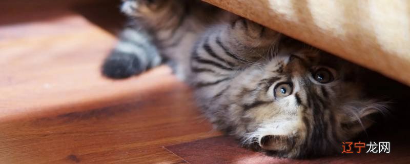 母猫对母猫很凶是什么原因