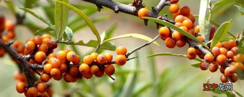 沙棘好坏如何鉴别