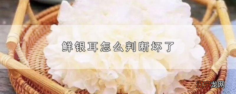 鲜银耳怎么判断坏了