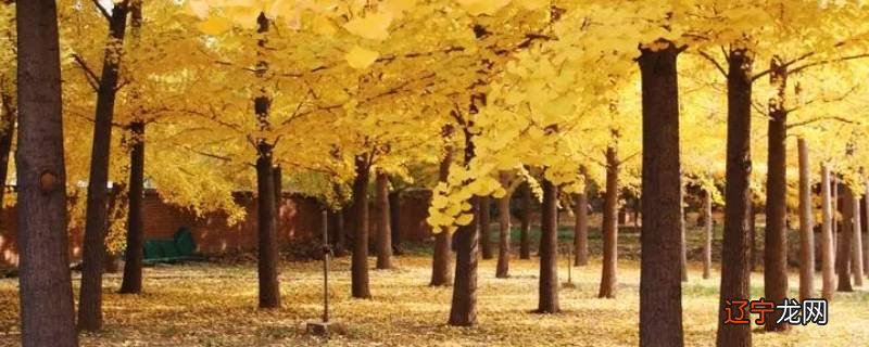 黄金满地对下联是什么