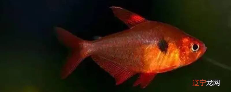 红衣梦幻扯旗鱼游速快吗