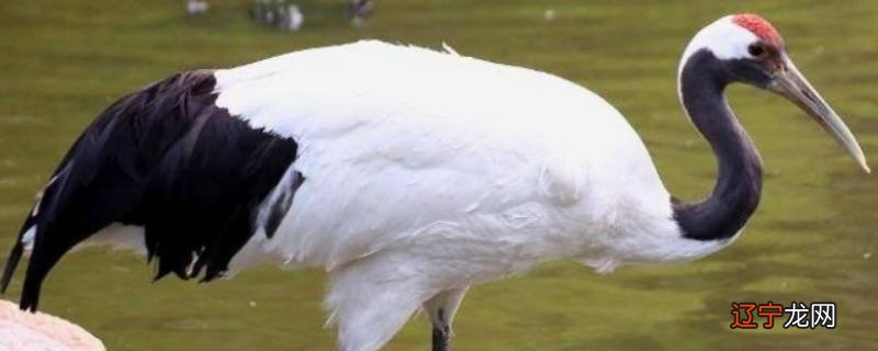 丹顶鹤的头顶是什么颜色的