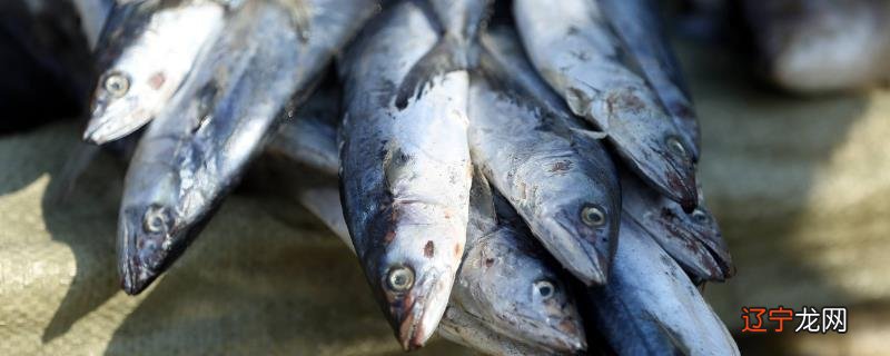 什么人不能吃鲅鱼