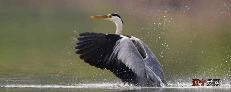 苍鹭为什么洗猎物