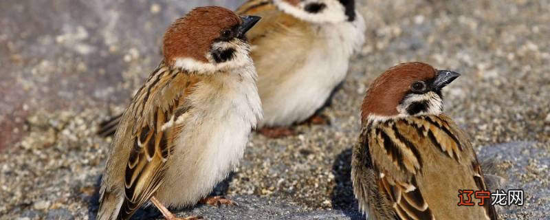 麻雀是怎么叫的