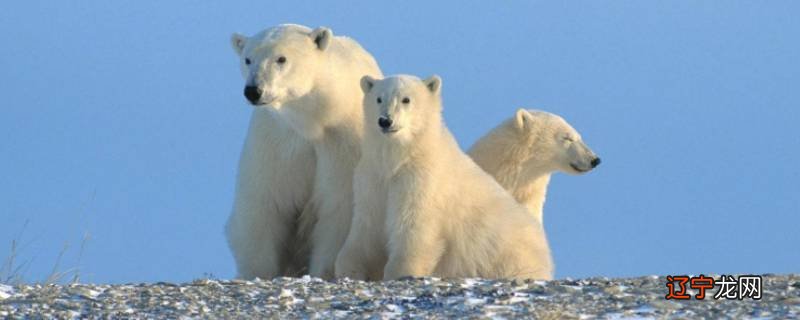 零下100度能冻死北极熊吗
