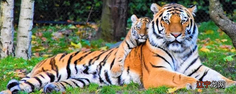 老虎的简单介绍