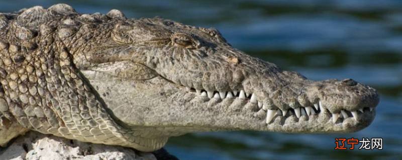 鳄鱼会淹死吗