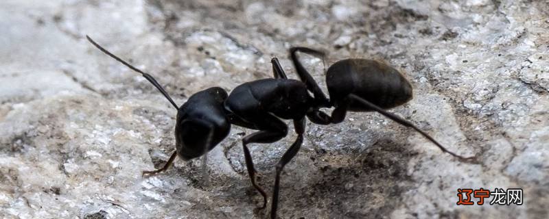 冬天蚂蚁都去哪了