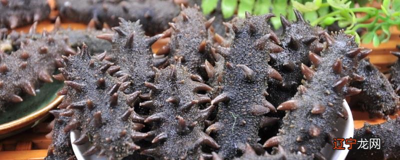 刚买回来的海参怎么处理