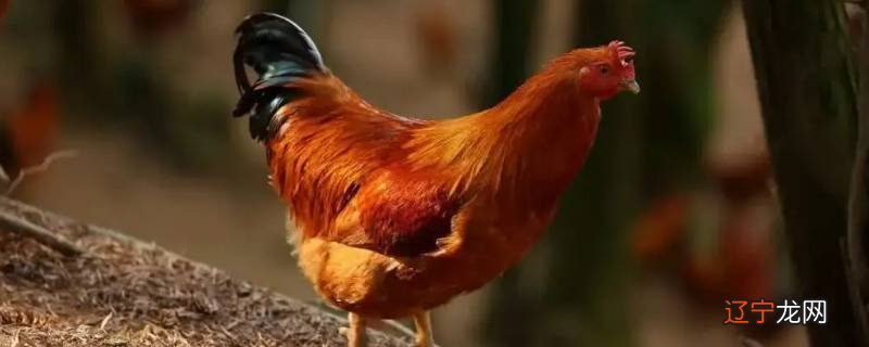 吉安的动物是什么生肖