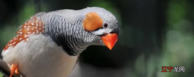 珍珠鸟吃柿子吗