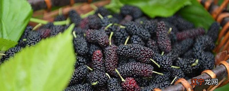 桑葚酒中桑葚怎么处理