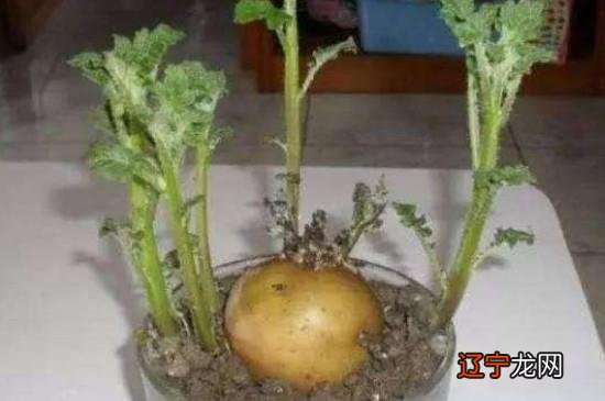 土豆发芽了能用来干嘛