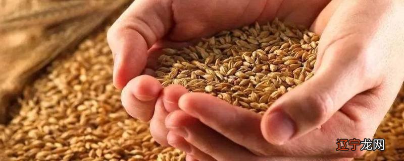 小麦和大麦有什么区别
