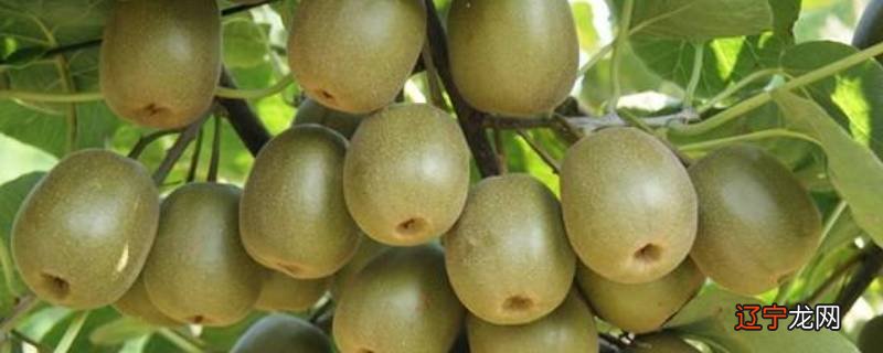 猕猴桃有什么营养价值