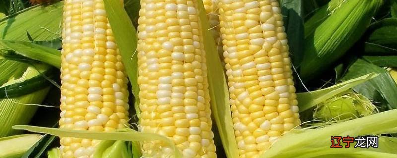 糯玉米和甜玉米哪个热量高