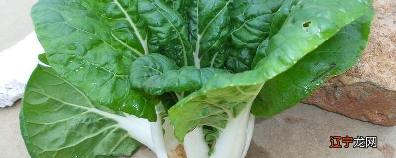 洗过的蔬菜如何保鲜