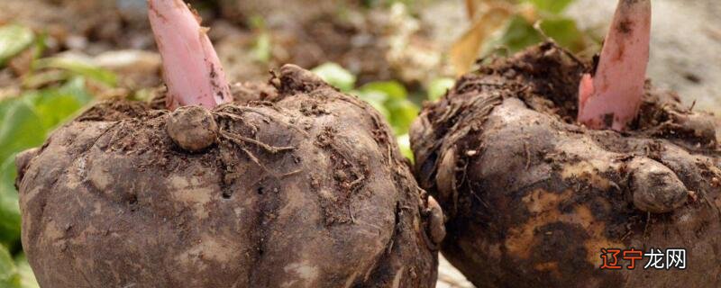 魔芋是不是发物的东西