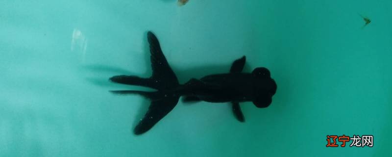 小黑金鱼的特点是什么呢