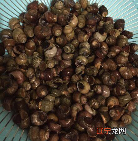 大田螺可以吃吗