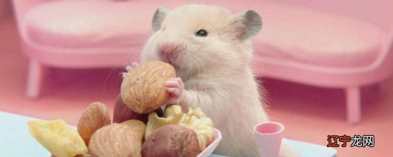 怎么给仓鼠吃仓鼠粮里面的虾